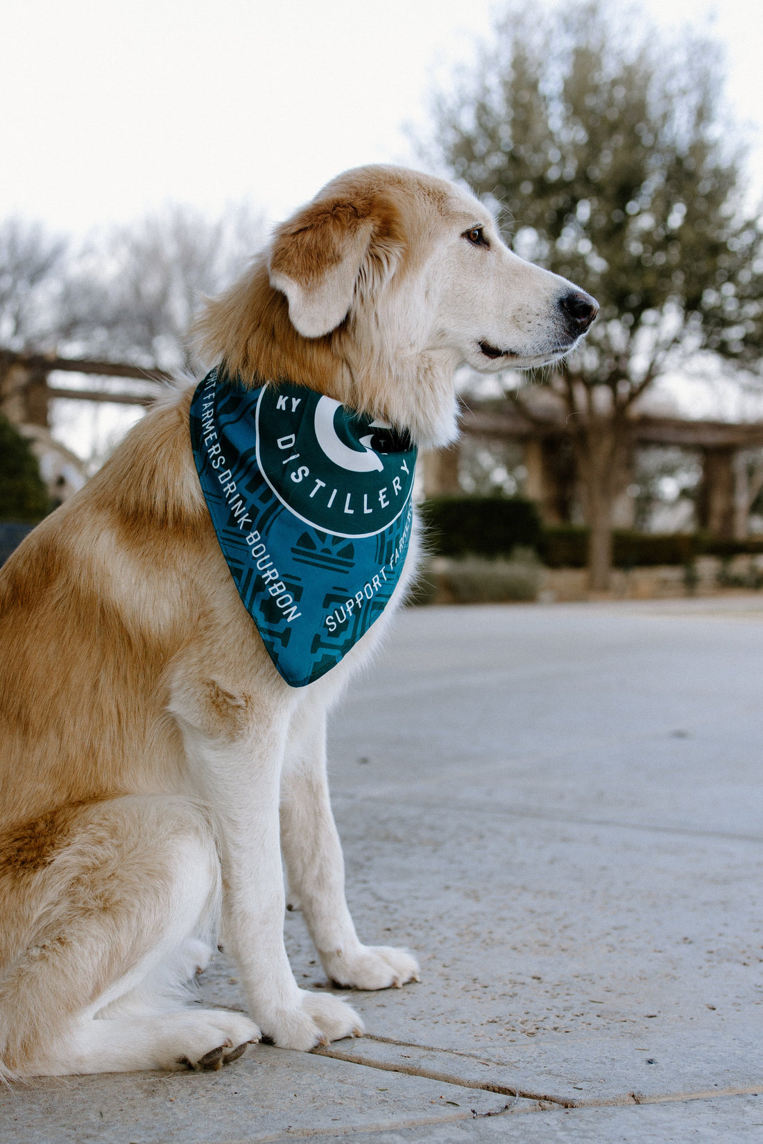 Pet Accessories
