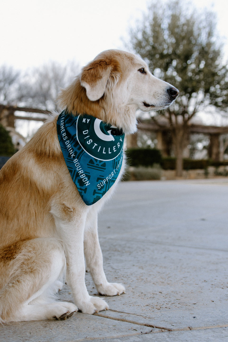 Pet Accessories
